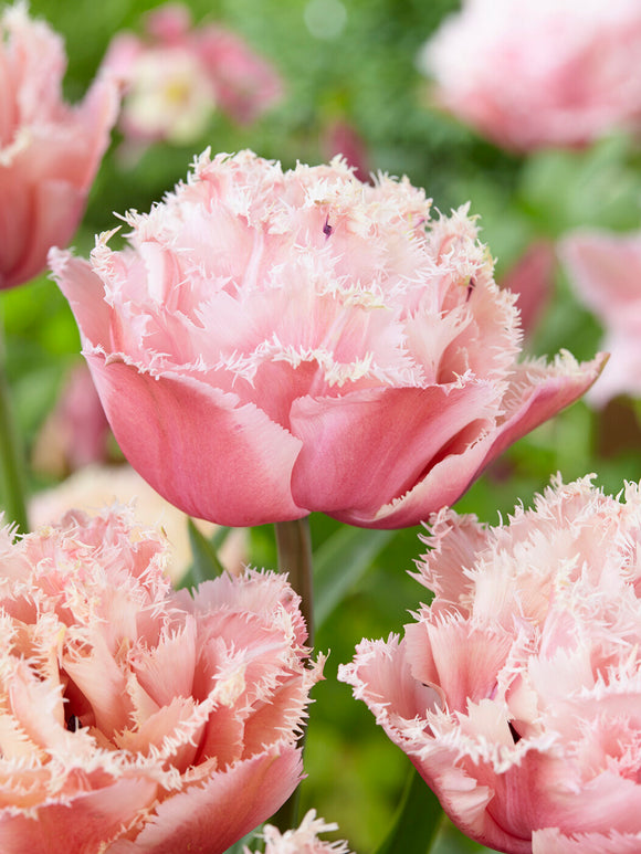 Tulp Pink Magic dubbel gefranjerd