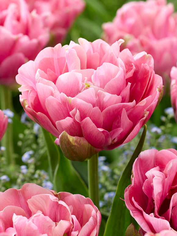 Tulp Precious Pink