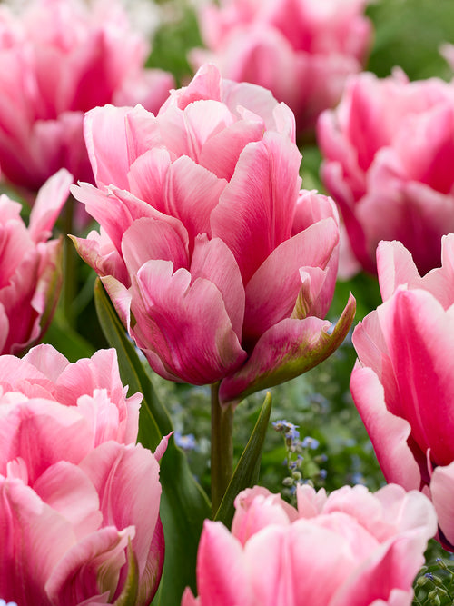 Tulp Precious Pink