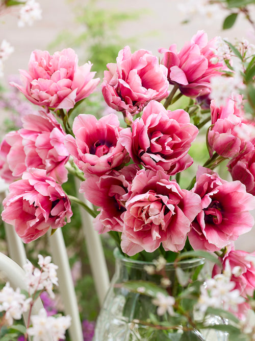 Tulp Precious Pink