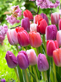 Tulpen Pride en Joy Collectie