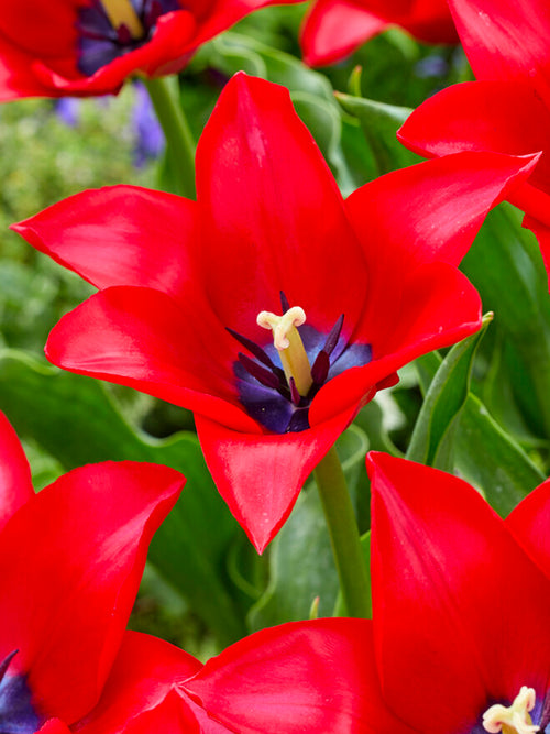 Koop Tulp Red Lightning Blue