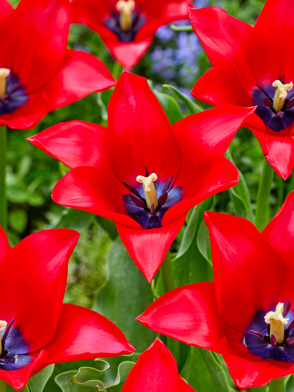 Tulp Red Lightning Blue