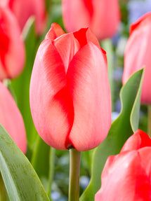 Tulp Red Tiger