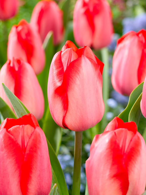 Blumenzwiebeln, Tulpenblumenzwiebeln Tulpe Red Tiger kaufen