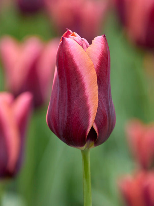 Tulp ‘Slawa’ in bloei