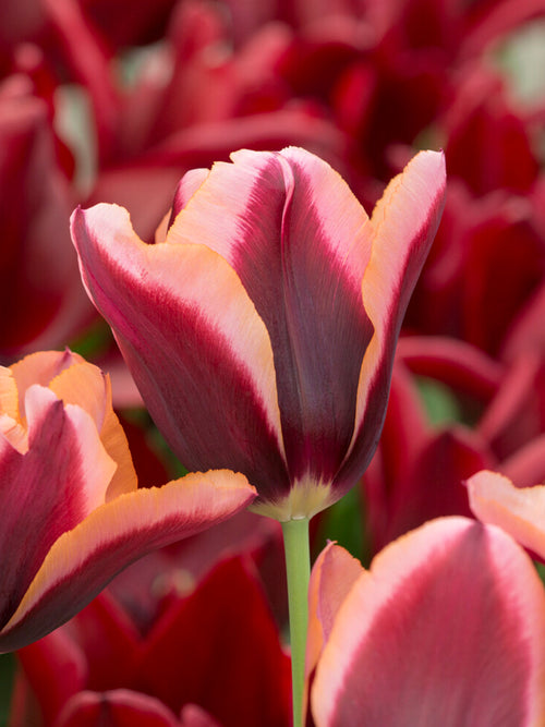 Close-up van tulp ‘Slawa’