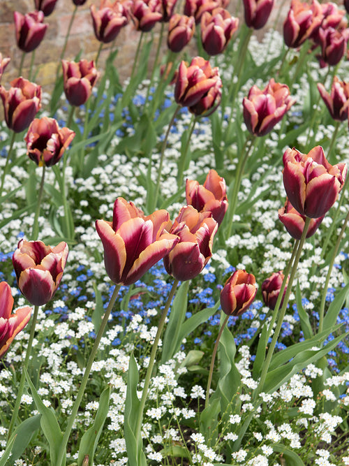 Tulp ‘Slawa’ als snijbloem