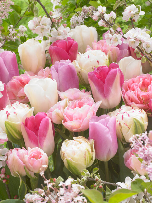 Tulp Spring Romance Collection