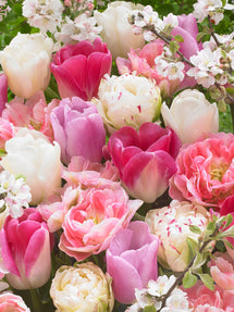 Tulp Spring Romance Collection