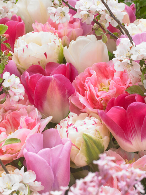 Tulp Spring Romance Collection