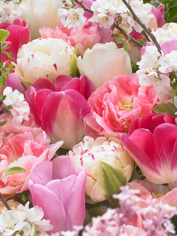 Tulp Spring Romance Collection