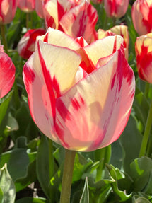 Tulp Spryng Rembrandt