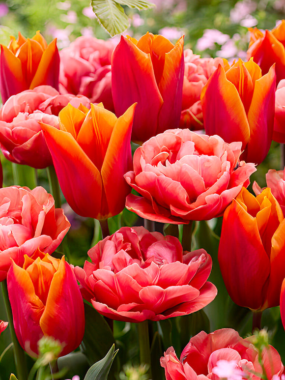 Tulp Sunset Glow Collection