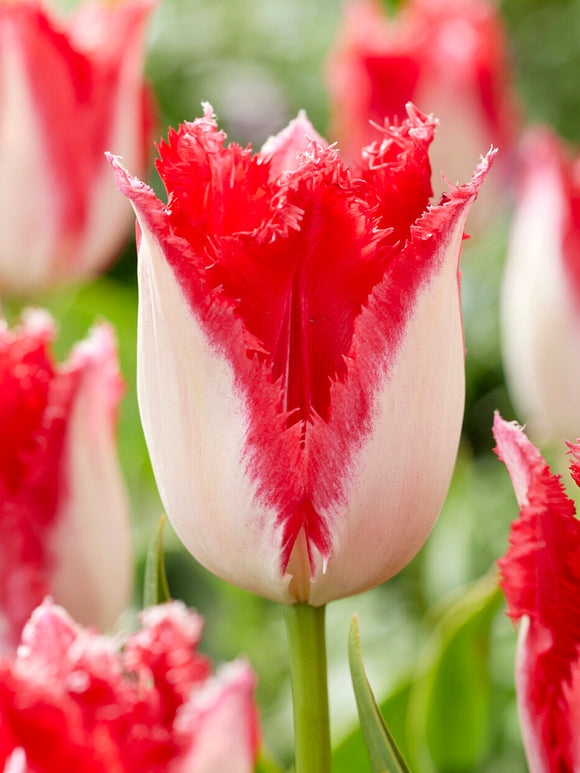 Tulp Sweet Paradise