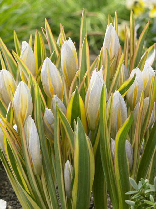 Tulp Tarda Interaction - DutchGrown