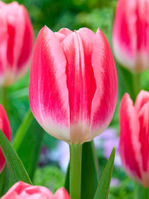 Tulp Vanessa