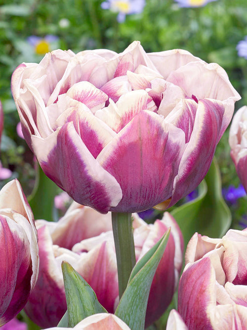 Tulp Wyndham