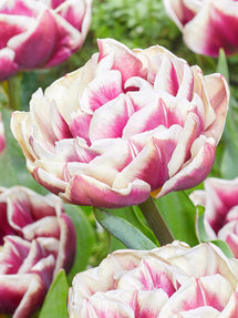 Tulp Wyndham