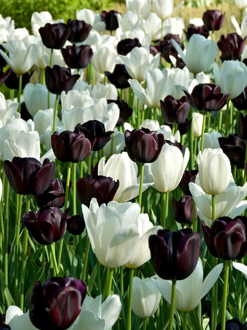 Tulp Zebra Collection