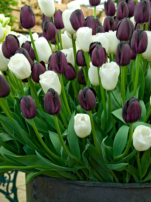 Tulp Zebra Collection