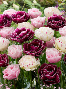 Tulp Velvet Morning Collection