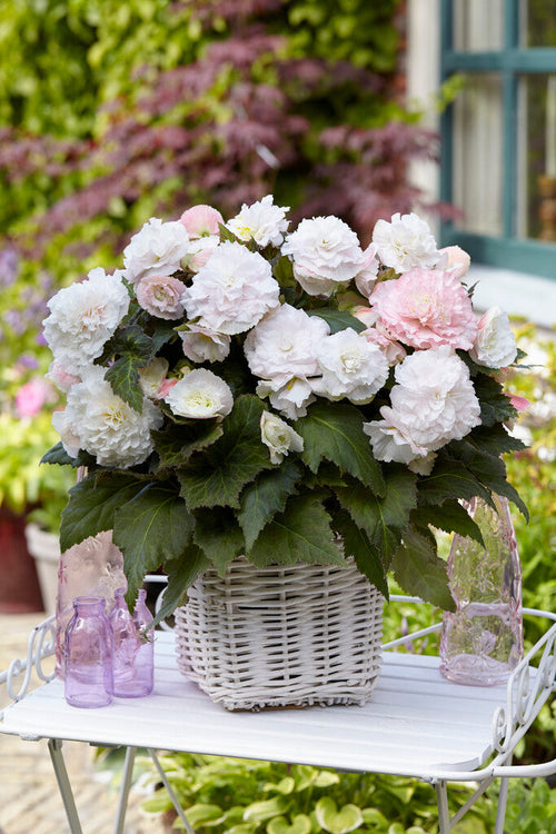 Wummi Apfelblüte Begonia bloembollen