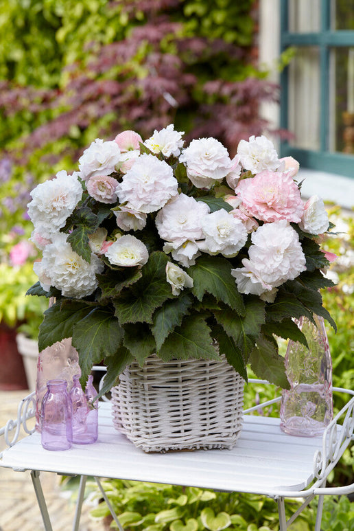 Wummi Apfelblüte Begonia bloembollen