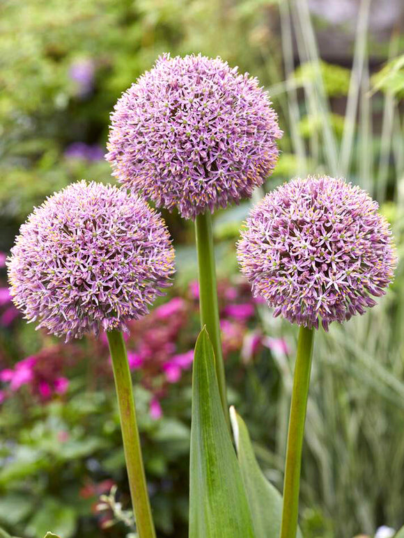 Allium Lucky Balloons Bollen