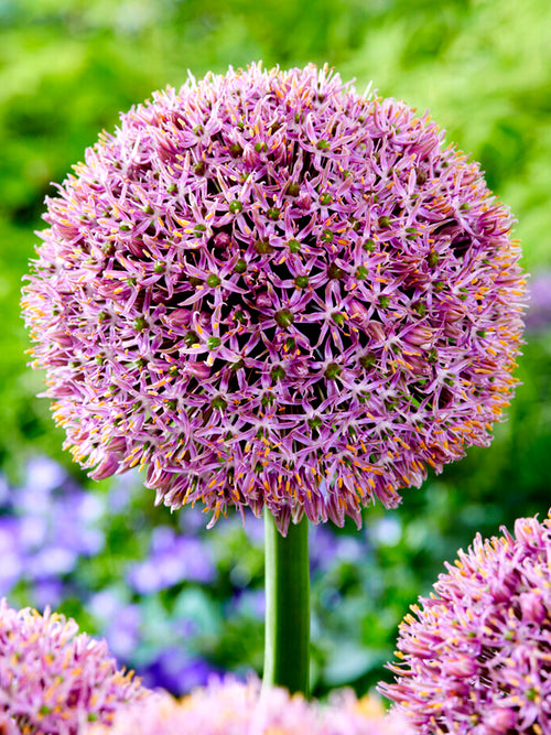 Kopen Allium Lucky Balloons