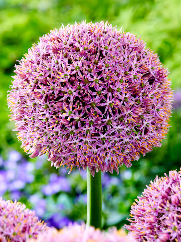 Kopen Allium Lucky Balloons