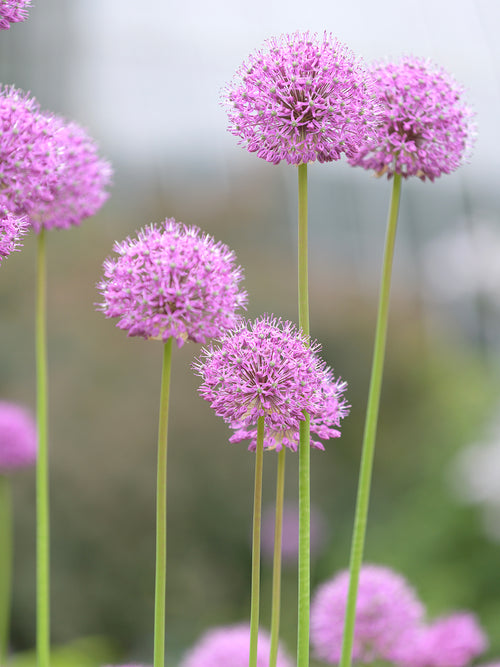 Kopen Allium Pink Sensation Bollen