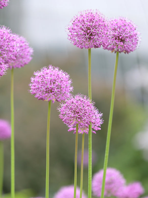 Kopen Allium Pink Sensation Bollen