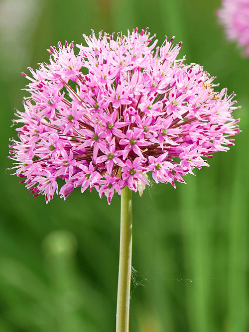 Kopen Allium Pink Sensation