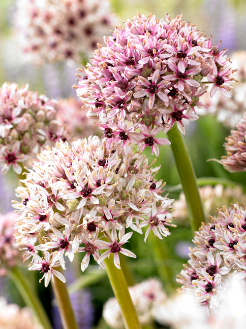 Koop Allium Red Eye bloembollen - DutchGrown