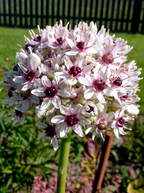Koop Allium Red Eye bloembollen - Herfstlevering