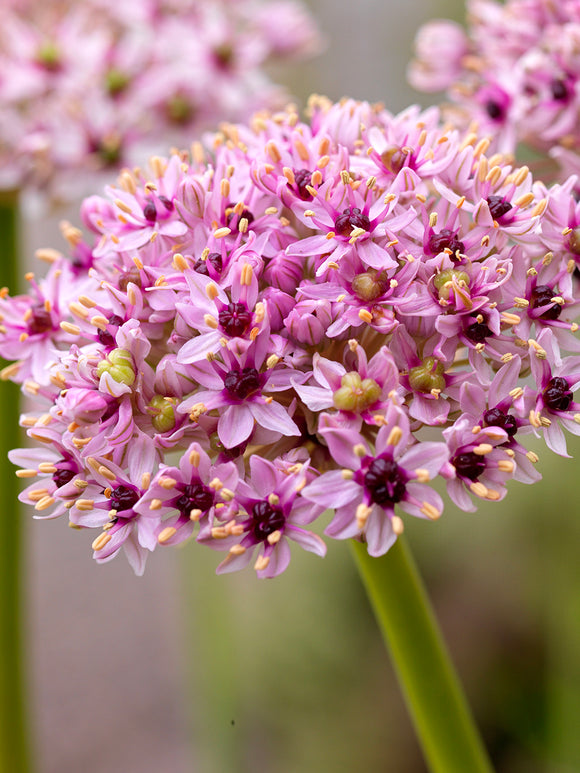 Koop Allium Red Eye bloembollen - Herfstlevering DutchGrown