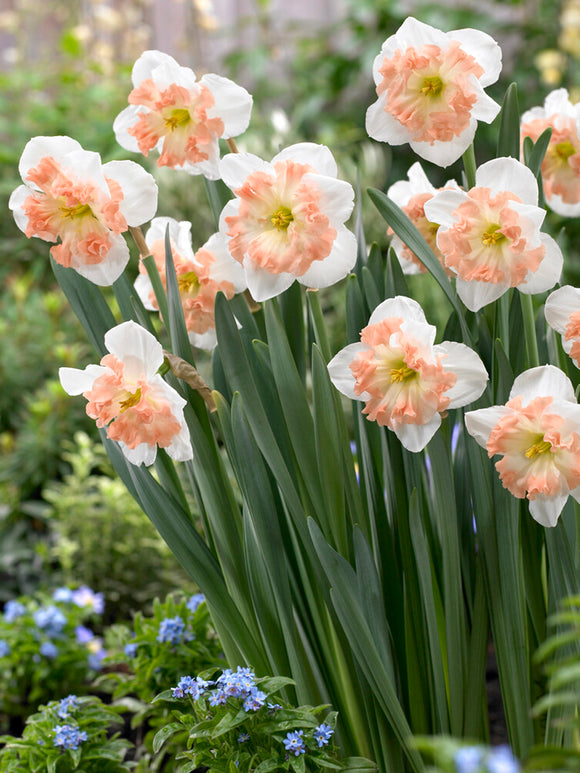 Kopen Narcis Mallee bloembollen