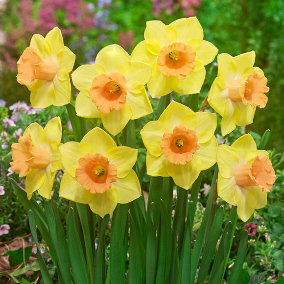 Narcis Tom Pouce bloembollen kopen - Herfstlevering