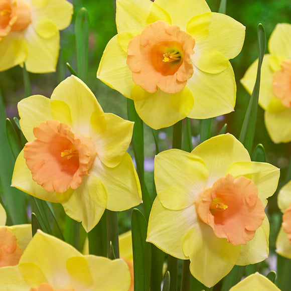 Narcis Tom Pouce bloembollen kopen - Herfstlevering DutchGrown