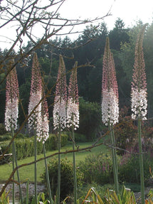 Eremurus Foxtail Lily Robustus (Naald van Cleopatra)