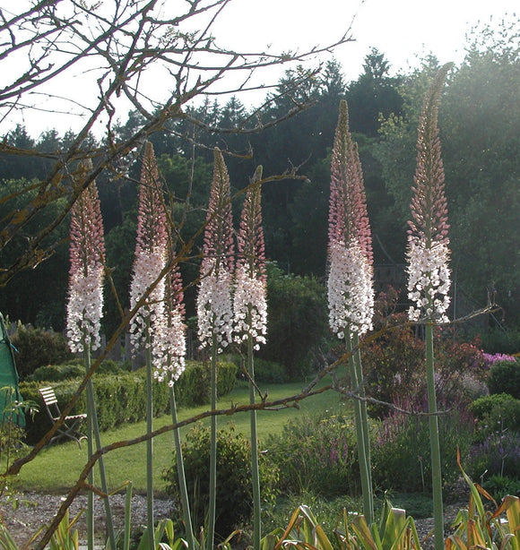 Eremurus (Foxtail Lily) Robustus Bollen