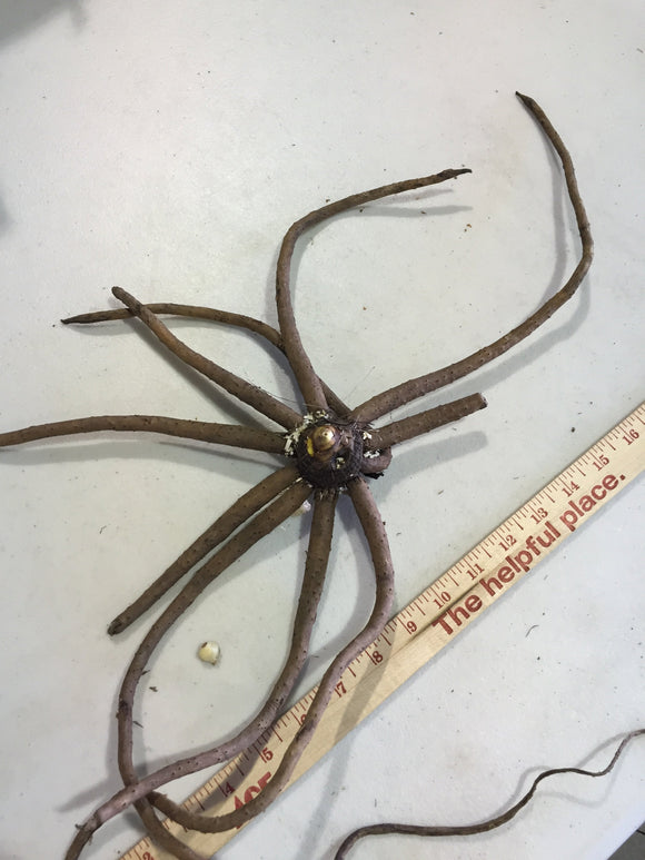 Eremurus (Foxtail Lily) Stenophylus Bungei