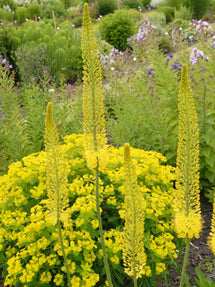 Eremurus Foxtail Lily Stenophylus Bungei (Naald van Cleopatra)