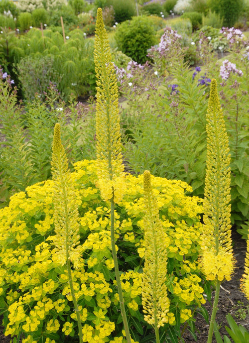 Eremurus (Foxtail Lily) Stenophylus Bungei