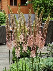 Eremurus Foxtail Lily Romance (Naald van Cleopatra)
