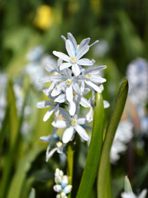 Puschkinia Libanotica (Buishyacint)
