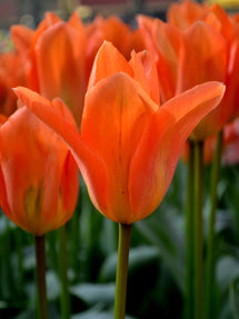 Tulp Orange Emperor