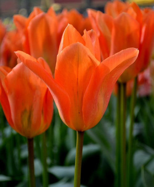 Tulp Orange Emperor