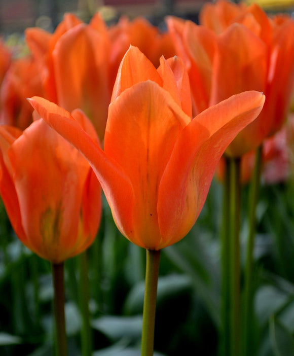 Tulp Orange Emperor